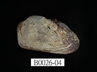 藏品(鬍魁蛤(布紋蚶))的圖片